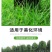 护坡草籽护坡大王护坡草坪种子四季常青护坡种子护坡固土草籽