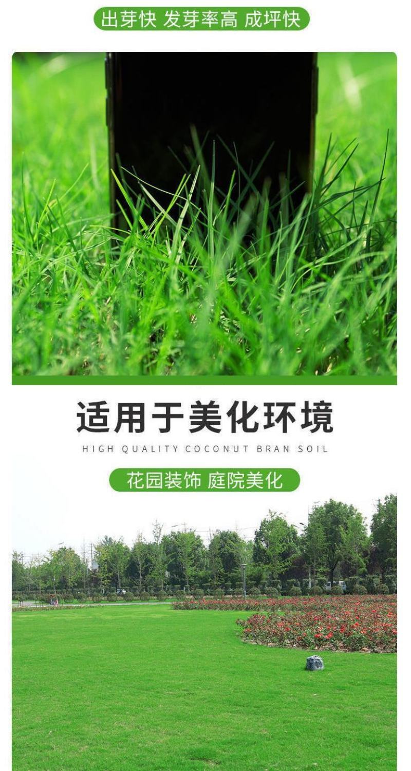 护坡草籽护坡大王护坡草坪种子四季常青护坡种子护坡固土草籽