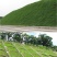 护坡草籽护坡大王护坡草坪种子四季常青护坡种子护坡固土草籽