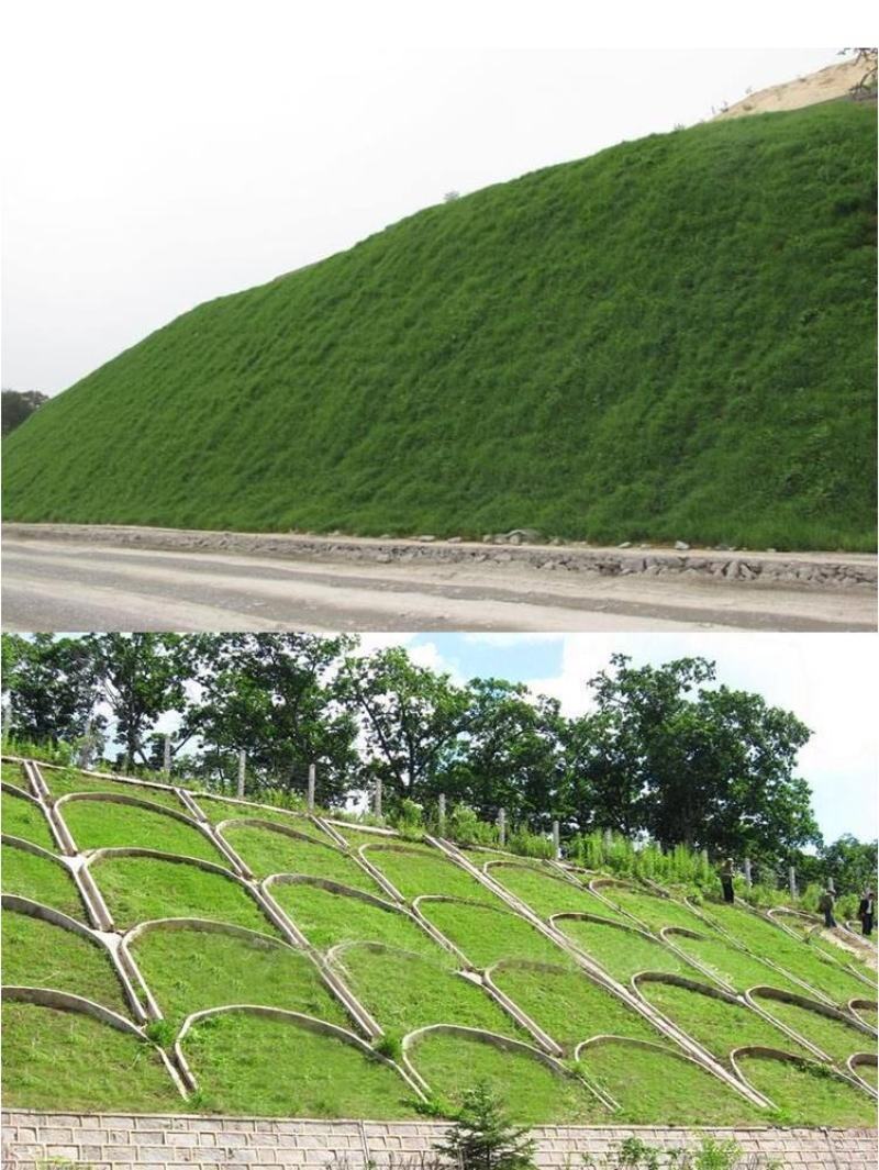 护坡草籽护坡大王护坡草坪种子四季常青护坡种子护坡固土草籽