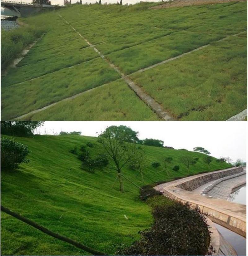 护坡草籽护坡大王护坡草坪种子四季常青护坡种子护坡固土草籽