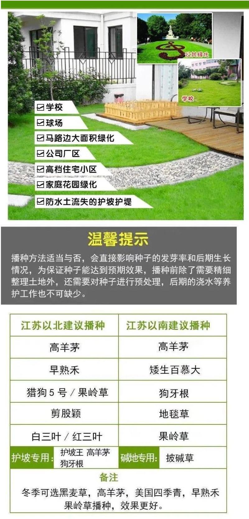 护坡草籽护坡大王护坡草坪种子四季常青护坡种子护坡固土草籽