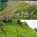 护坡草籽护坡大王护坡草坪种子四季常青护坡种子护坡固土草籽