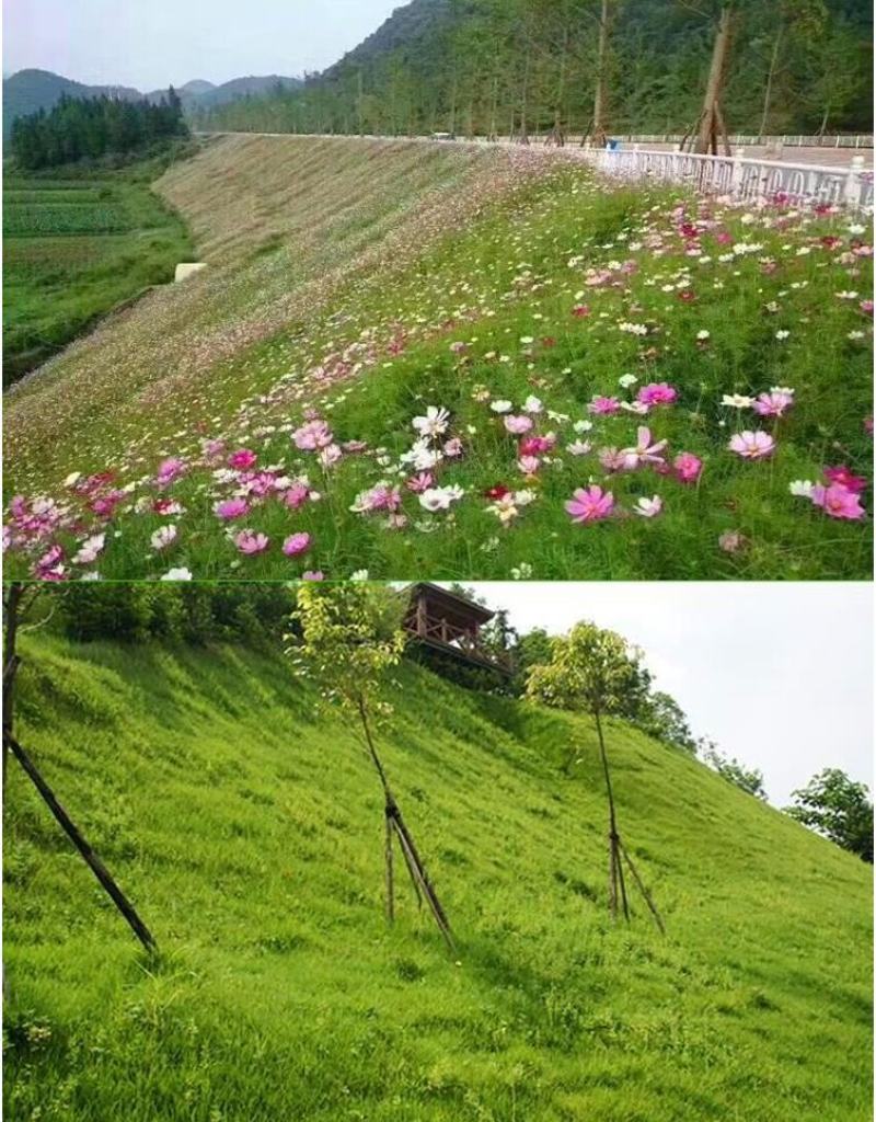护坡草籽护坡大王护坡草坪种子四季常青护坡种子护坡固土草籽