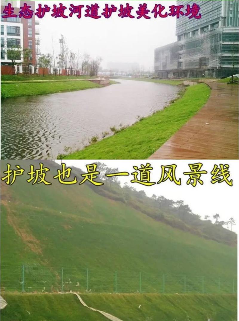 护坡草籽护坡大王护坡草坪种子四季常青护坡种子护坡固土草籽