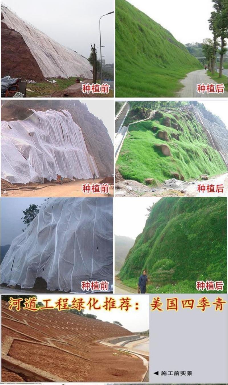 护坡草籽护坡大王护坡草坪种子四季常青护坡种子护坡固土草籽