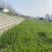 护坡草籽护坡大王护坡草坪种子四季常青护坡种子护坡固土草籽
