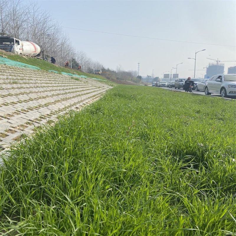 护坡草籽护坡大王护坡草坪种子四季常青护坡种子护坡固土草籽