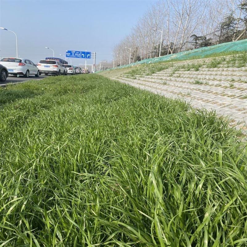 护坡草籽护坡大王护坡草坪种子四季常青护坡种子护坡固土草籽
