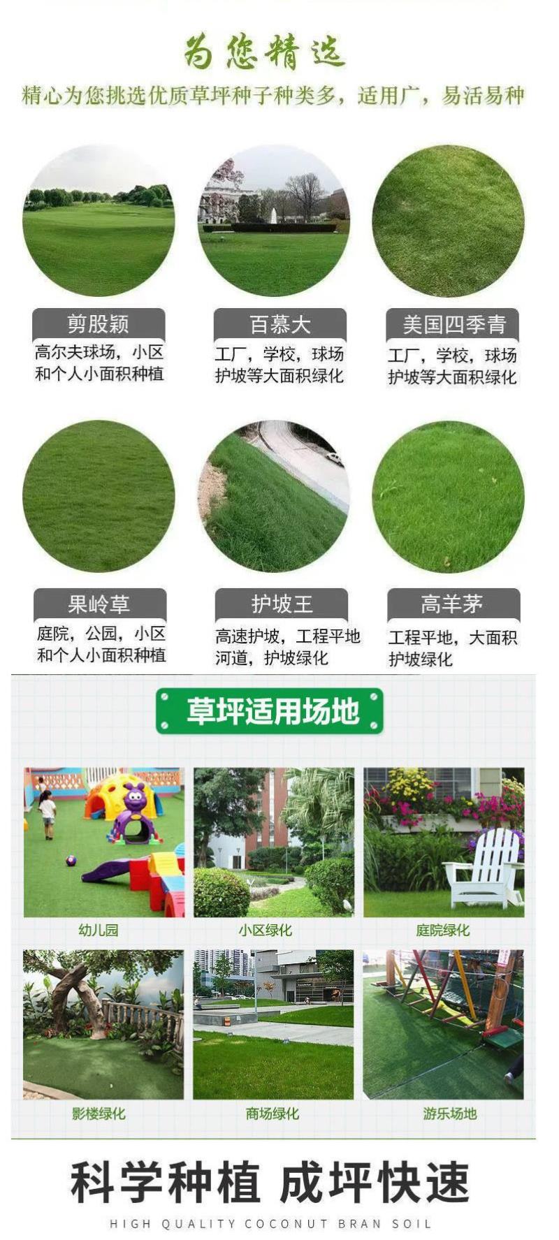 护坡草籽护坡大王护坡草坪种子四季常青护坡种子护坡固土草籽