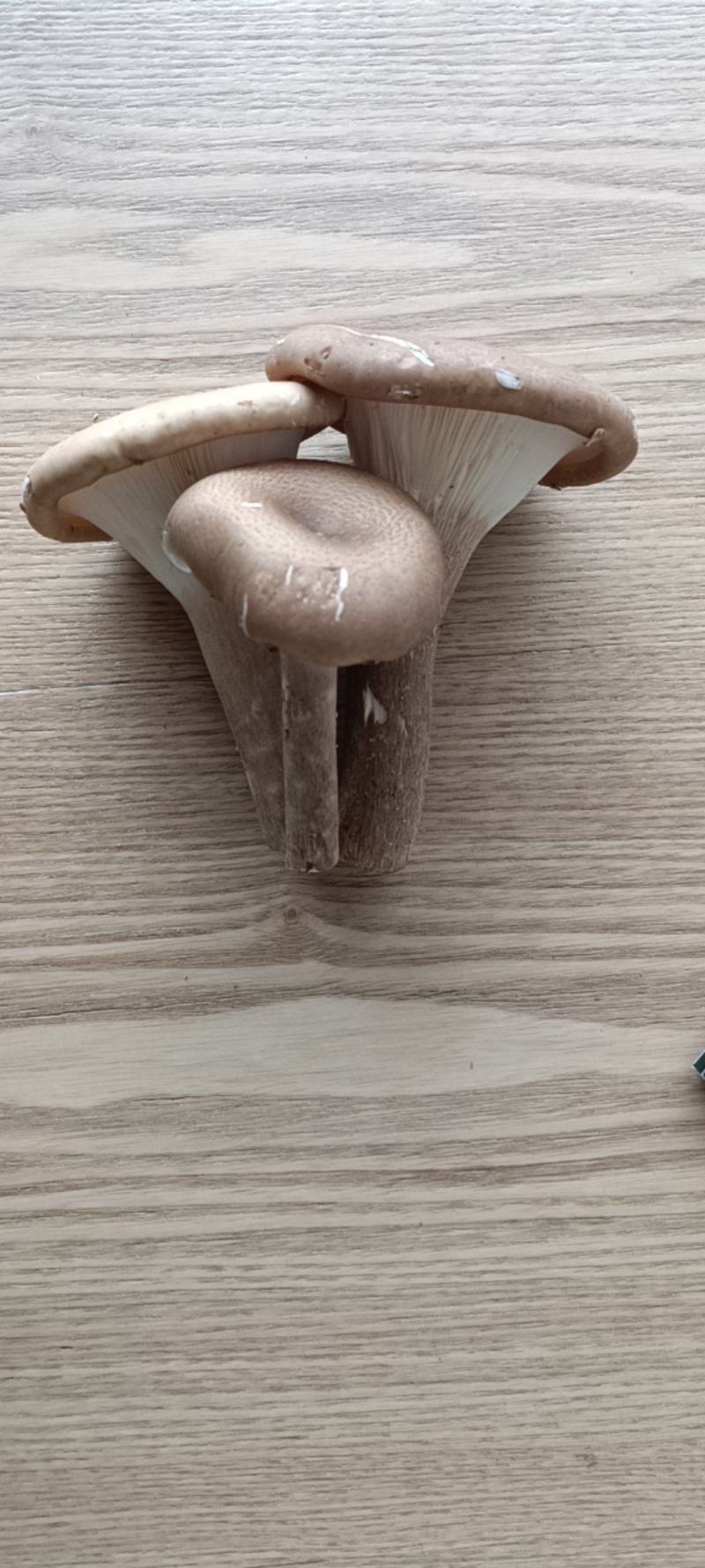 【现货】猪肚菌食用蘑菇大伞菌漏斗菌当季时令蔬菜
