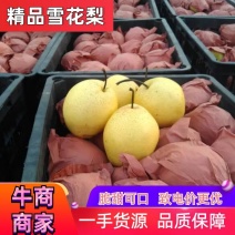[推荐]山西精品雪花梨脆甜可口，一手货源品质保障致电优惠