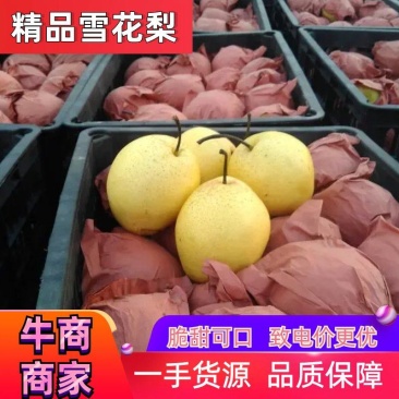 [推荐]山西精品雪花梨脆甜可口，一手货源品质保障致电优惠