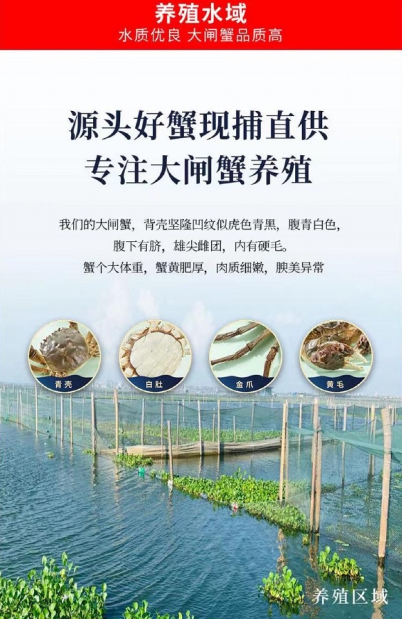 江苏产地阳澄湖镇大闸蟹礼盒装高端送礼顺丰直发