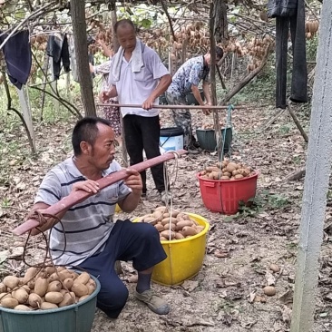 美丽湘西米良一号绿心猕猴桃