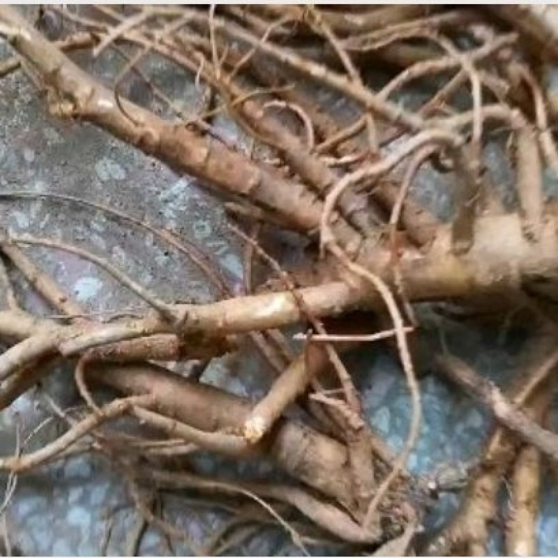 【推荐】中药材种植两年新鲜隔山香香白芷原产地现挖现卖