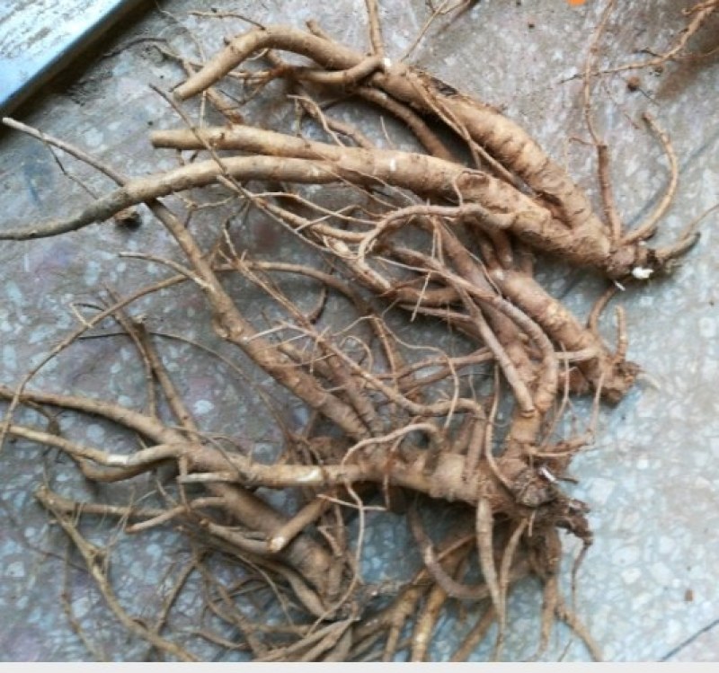 【推荐】中药材种植两年新鲜隔山香香白芷原产地现挖现卖