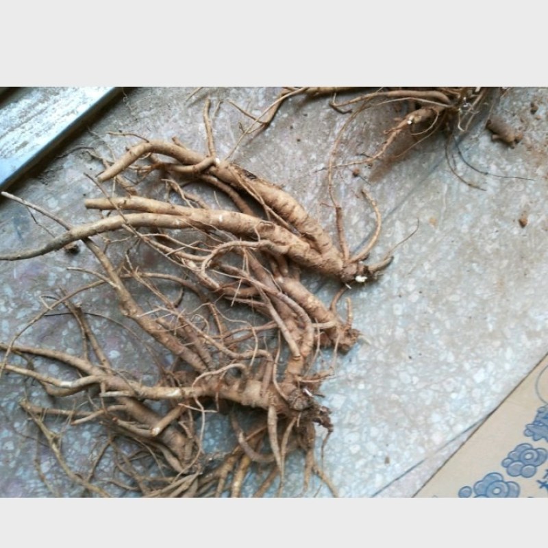 【推荐】中药材种植两年新鲜隔山香香白芷原产地现挖现卖