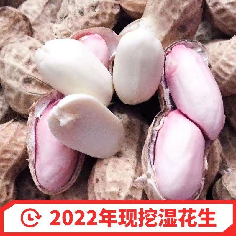 2025年新鲜春播湿花生现挖现发产地直供欢迎来电咨询
