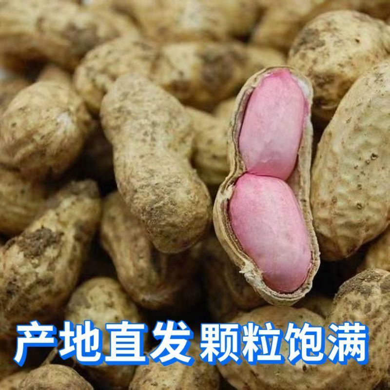 2025年新鲜春播湿花生现挖现发产地直供欢迎来电咨询