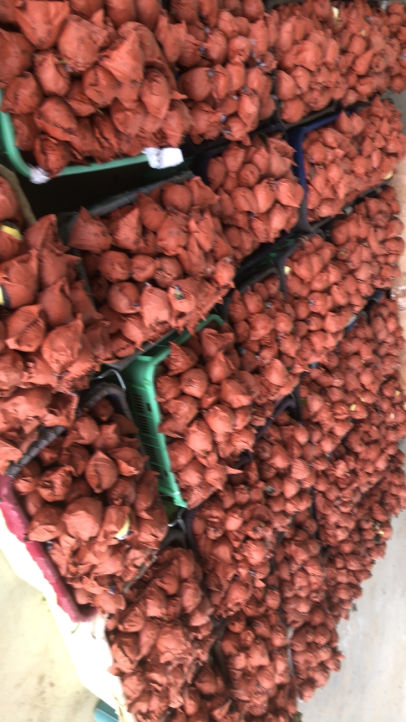 景泰皇冠梨