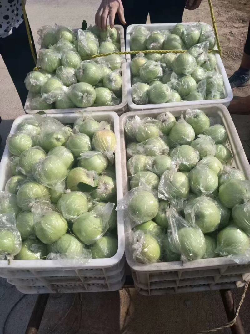 金帅苹果大量供应。货源充足。对接电商各大批发市场。