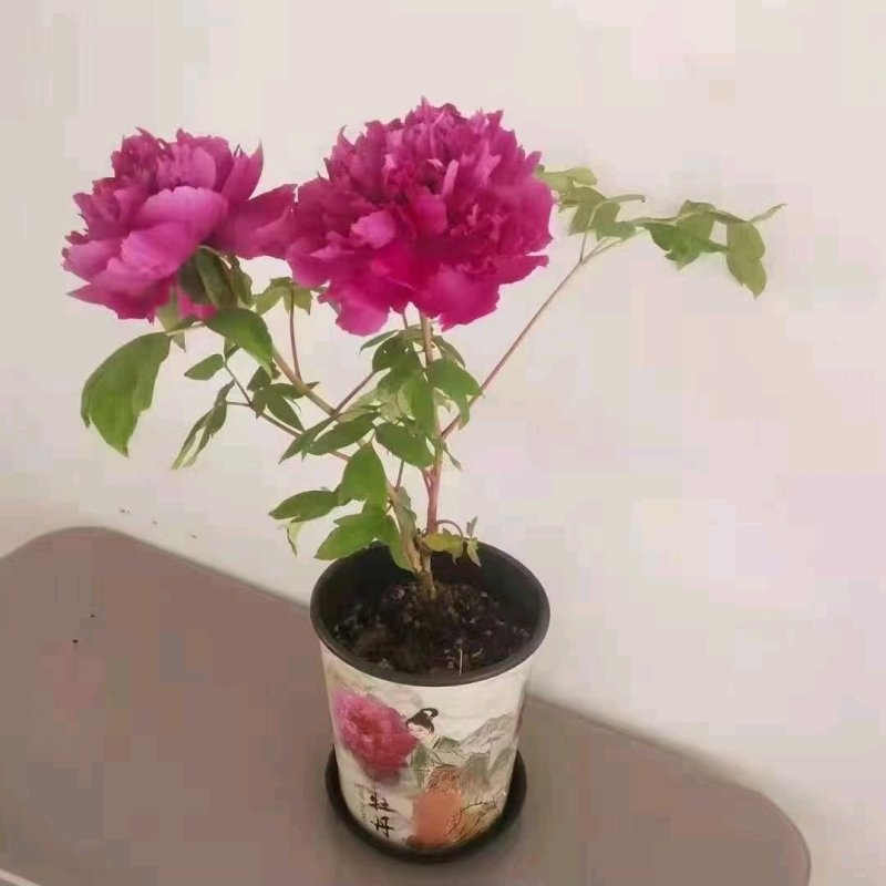 【优质】观赏牡丹鲜切花牡丹大花牡丹千层牡丹量大从优