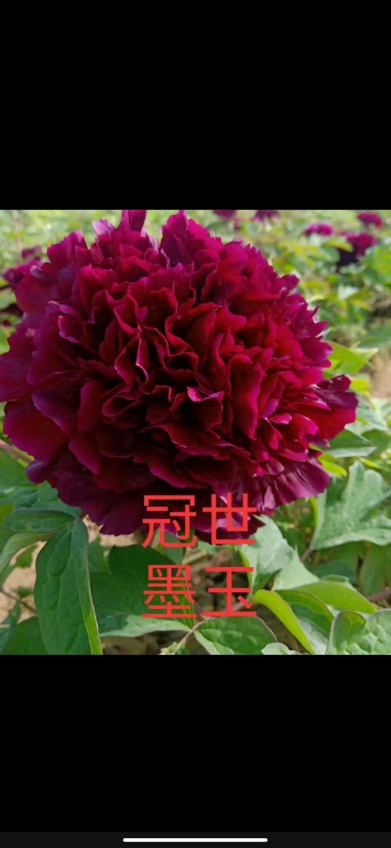 【优质】观赏牡丹鲜切花牡丹大花牡丹千层牡丹量大从优
