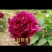 【优质】观赏牡丹鲜切花牡丹大花牡丹千层牡丹量大从优