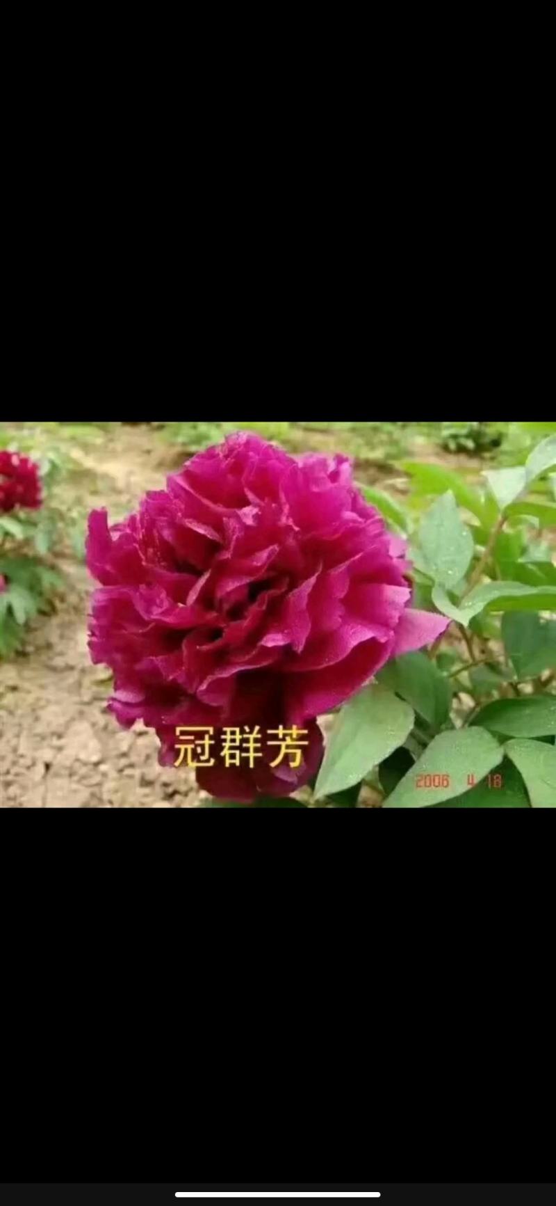【优质】观赏牡丹鲜切花牡丹大花牡丹千层牡丹量大从优