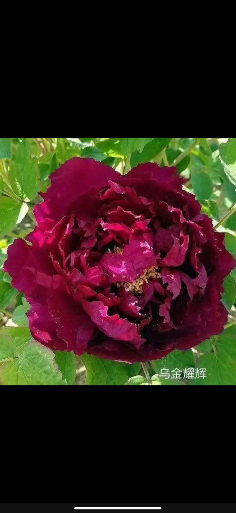 【优质】观赏牡丹鲜切花牡丹大花牡丹千层牡丹量大从优