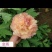 【优质】观赏牡丹鲜切花牡丹大花牡丹千层牡丹量大从优