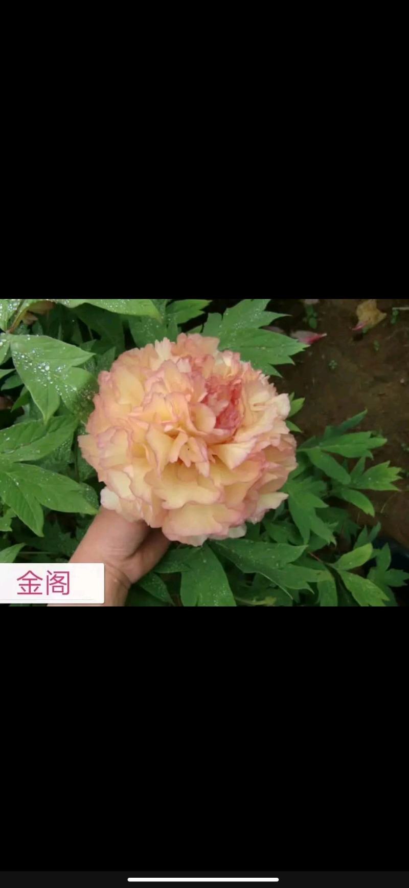 【优质】观赏牡丹鲜切花牡丹大花牡丹千层牡丹量大从优