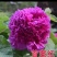 【优质】观赏牡丹鲜切花牡丹大花牡丹千层牡丹量大从优