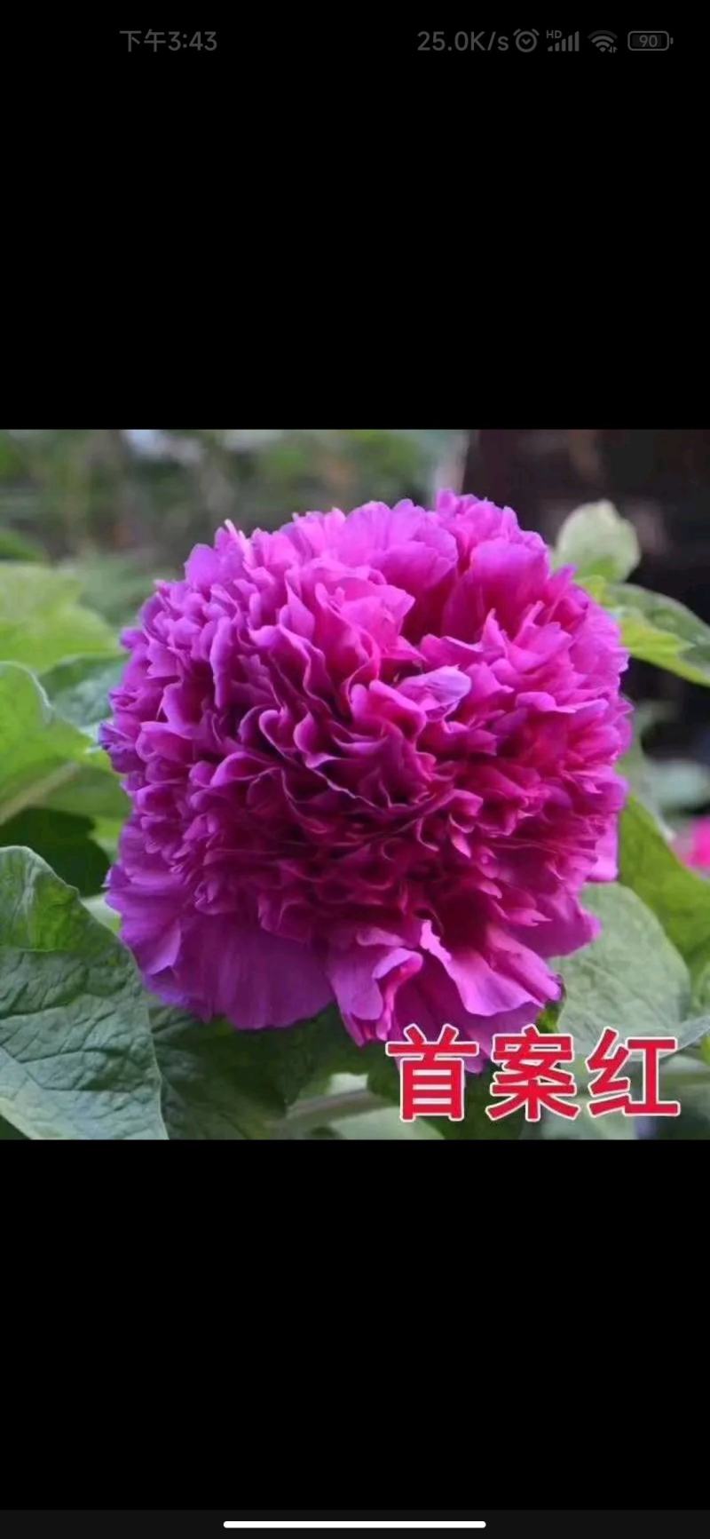 【优质】观赏牡丹鲜切花牡丹大花牡丹千层牡丹量大从优