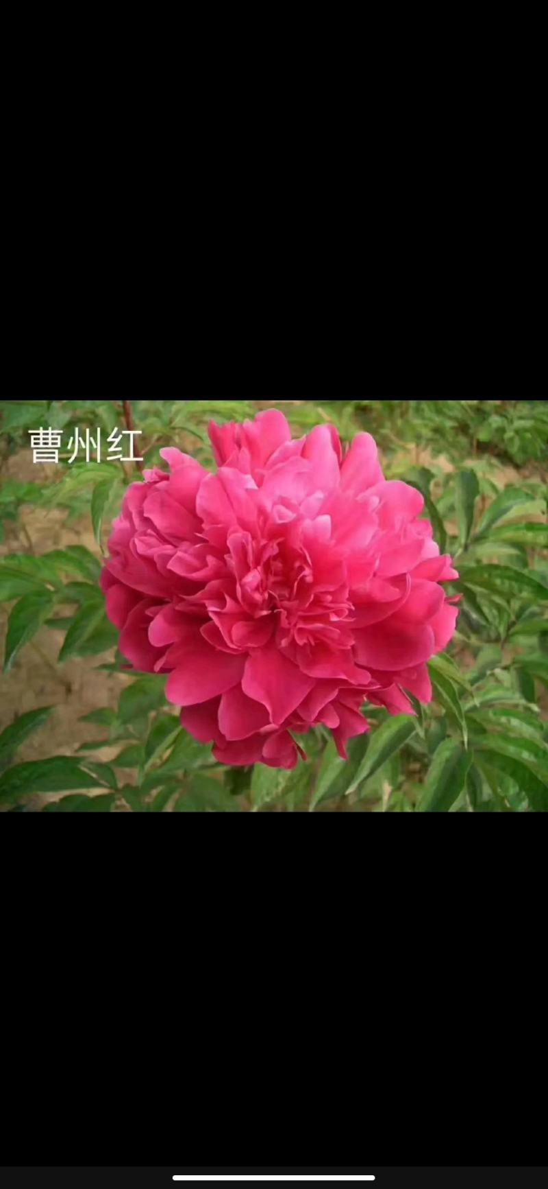 【优质】观赏牡丹鲜切花牡丹大花牡丹千层牡丹量大从优