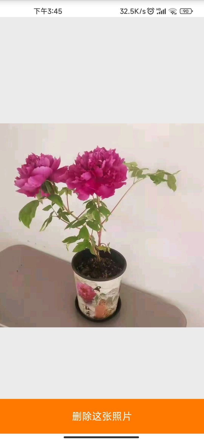 【优质】观赏牡丹鲜切花牡丹大花牡丹千层牡丹量大从优