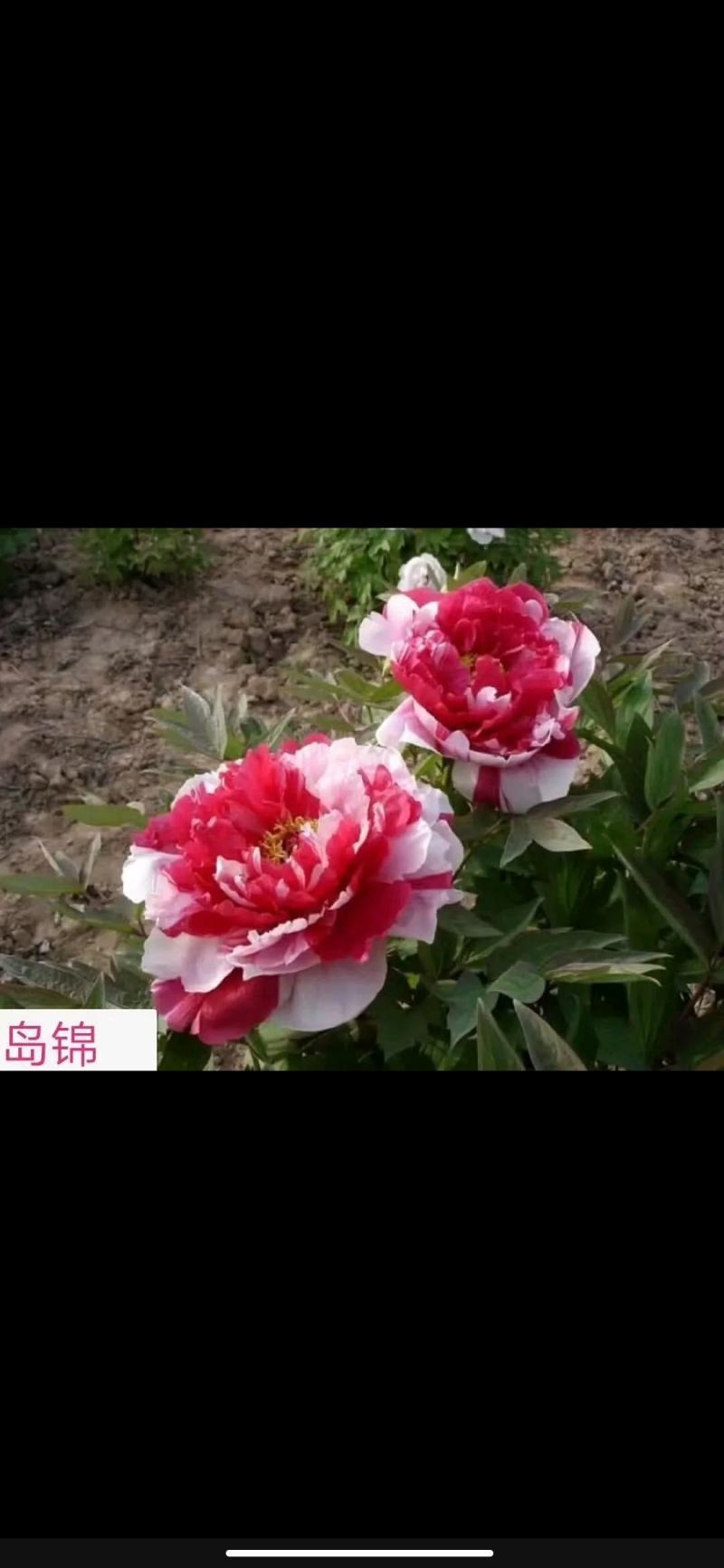 【优质】观赏牡丹鲜切花牡丹大花牡丹千层牡丹量大从优