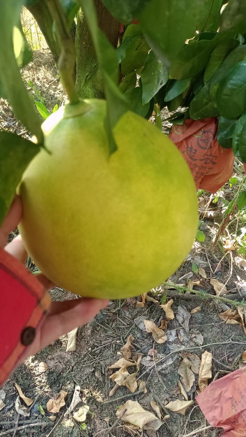 蜜柚