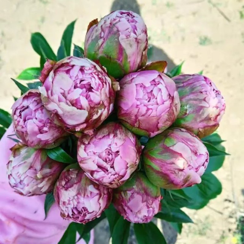 【包邮】观赏重瓣芍药，粉色红色芍药鲜切花规格多品质保证