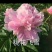 【包邮】观赏重瓣芍药，粉色红色芍药鲜切花规格多品质保证