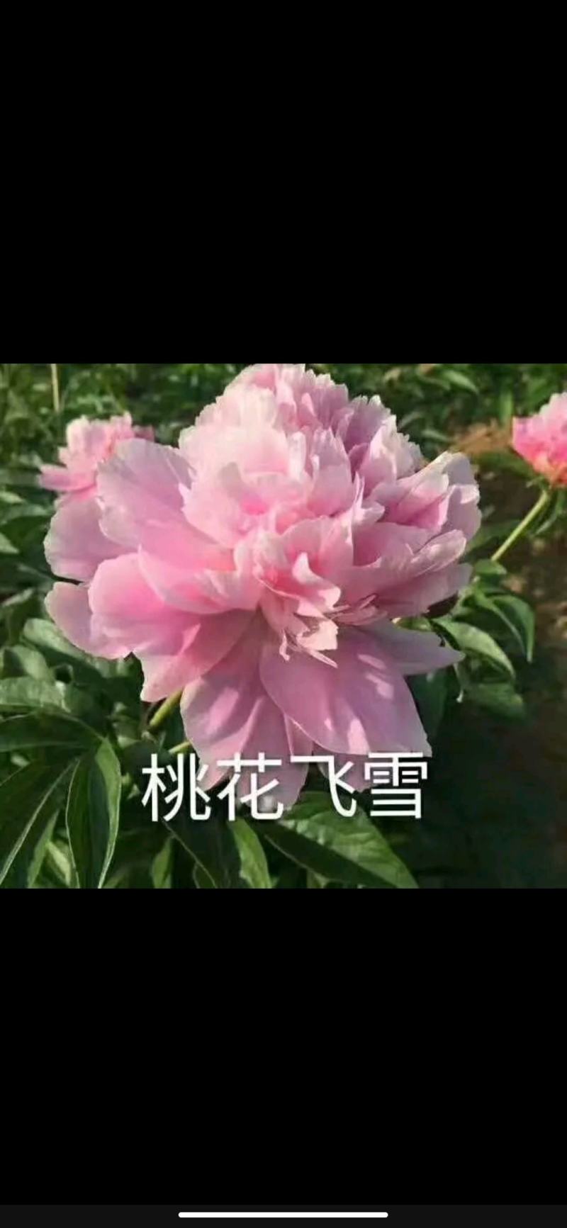 【包邮】观赏重瓣芍药，粉色红色芍药鲜切花规格多品质保证
