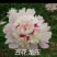 【包邮】观赏重瓣芍药，粉色红色芍药鲜切花规格多品质保证