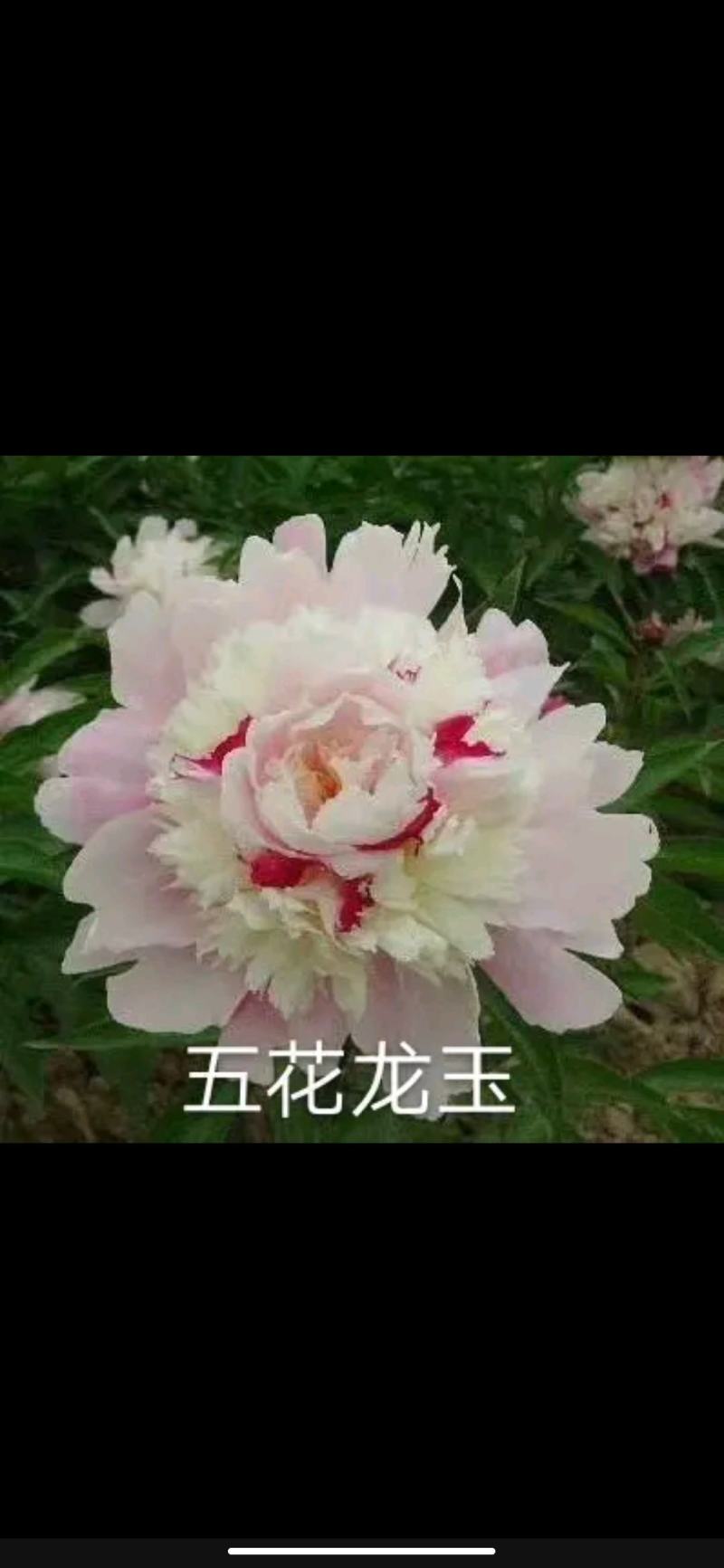 【包邮】观赏重瓣芍药，粉色红色芍药鲜切花规格多品质保证