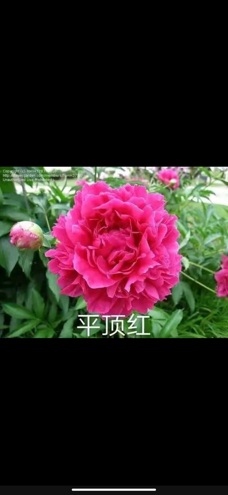 【包邮】观赏重瓣芍药，粉色红色芍药鲜切花规格多品质保证