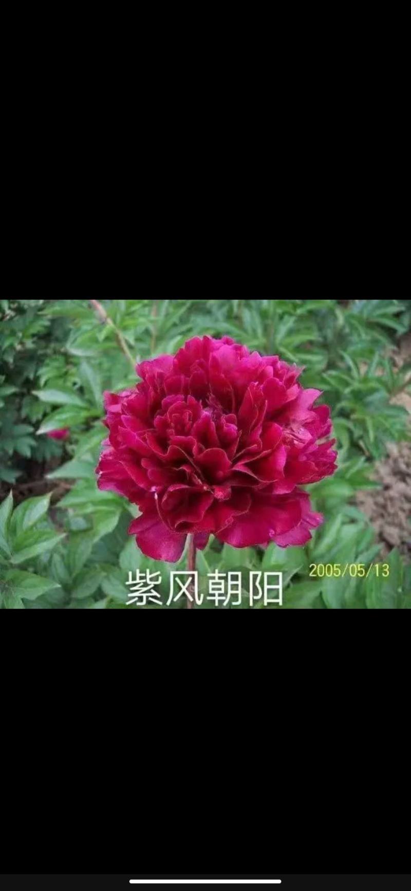 【包邮】观赏重瓣芍药，粉色红色芍药鲜切花规格多品质保证
