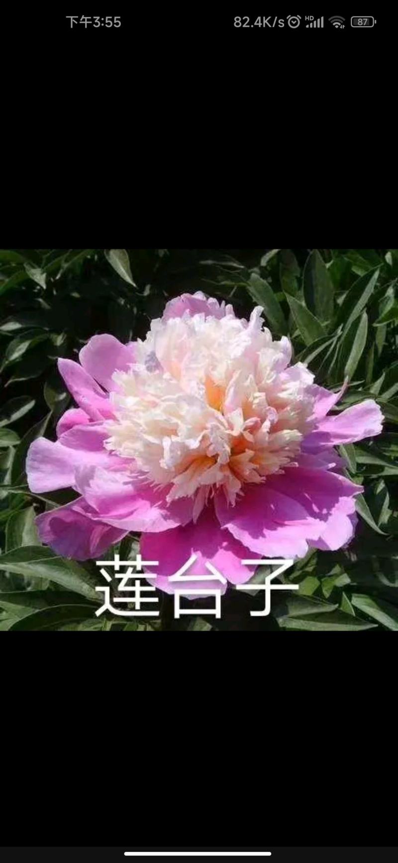 【包邮】观赏重瓣芍药，粉色红色芍药鲜切花规格多品质保证