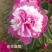 【包邮】观赏重瓣芍药，粉色红色芍药鲜切花规格多品质保证
