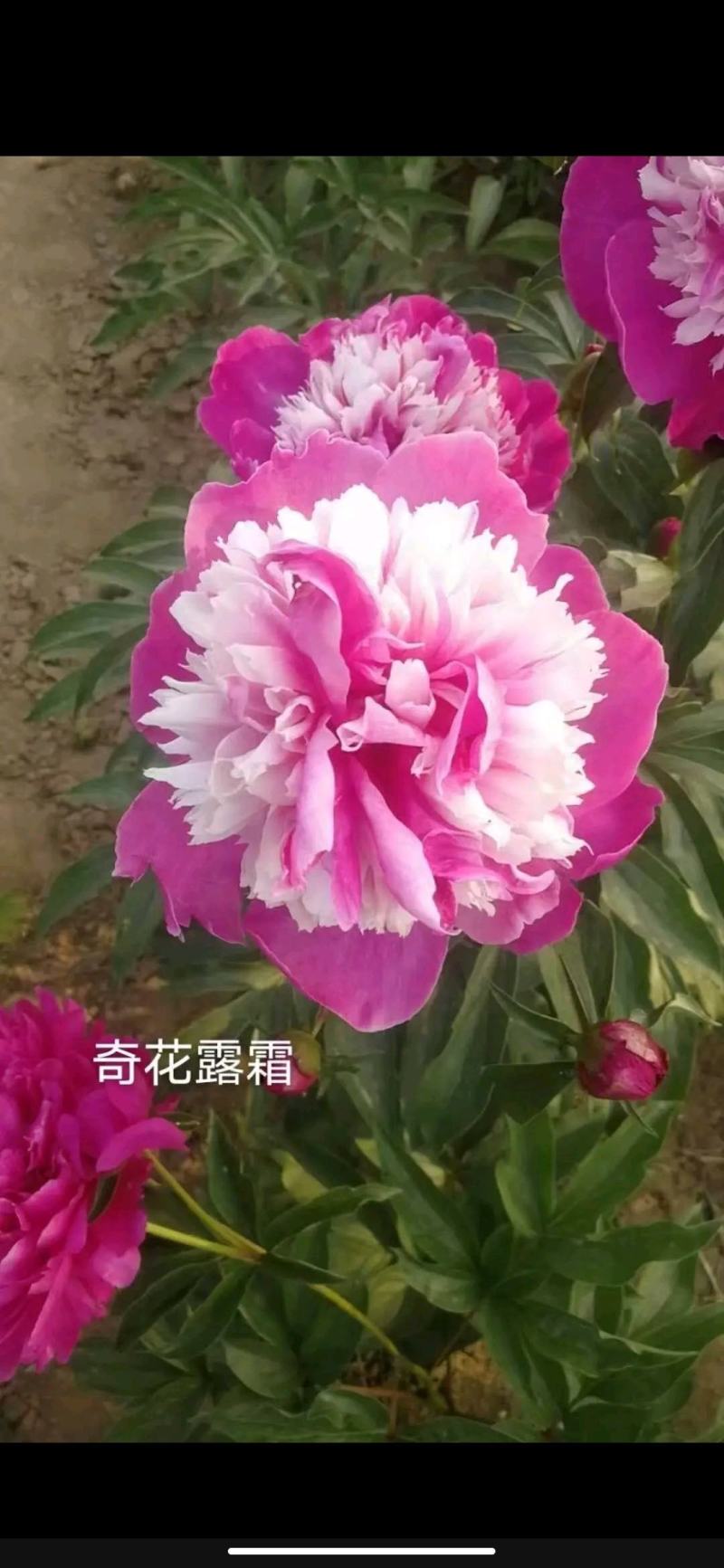 【包邮】观赏重瓣芍药，粉色红色芍药鲜切花规格多品质保证