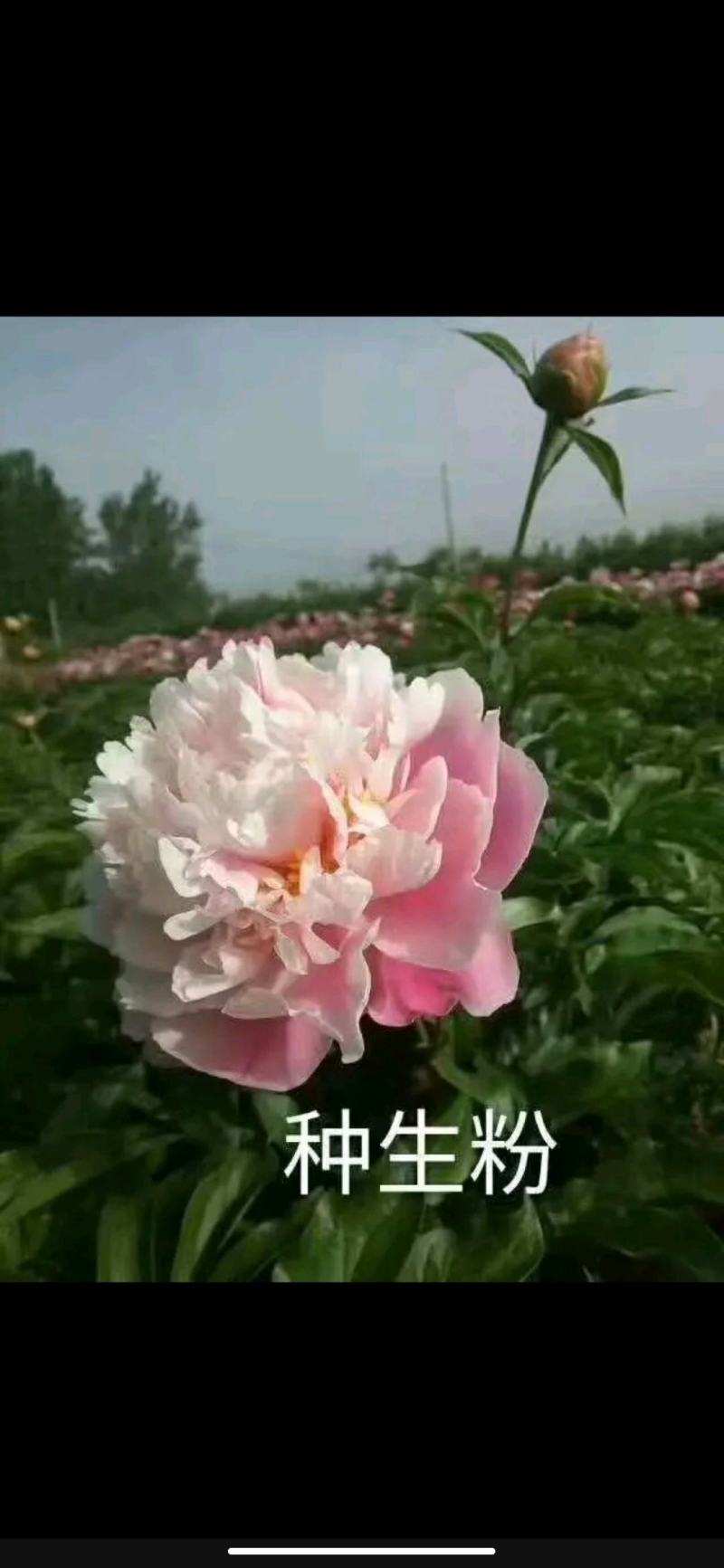 【包邮】观赏重瓣芍药，粉色红色芍药鲜切花规格多品质保证